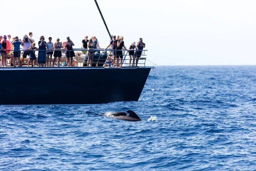 Exclusive Freebird Catamaran Whale & Dolphin to Masca From North