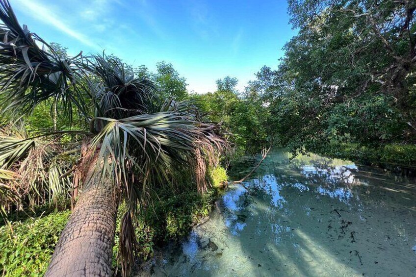 Florida paddle excursions 4
