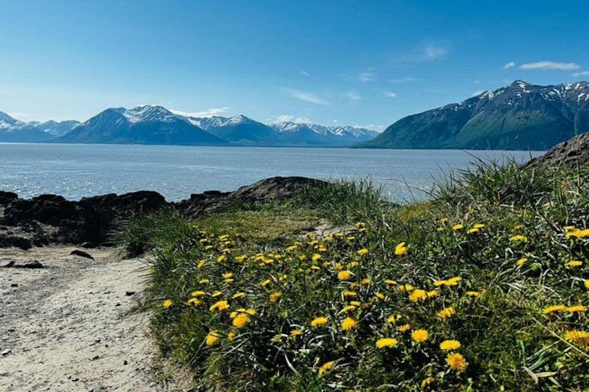 A coastal landscape with a sandy path, yellow flowers, and snow-capped mountains in the background. 3
