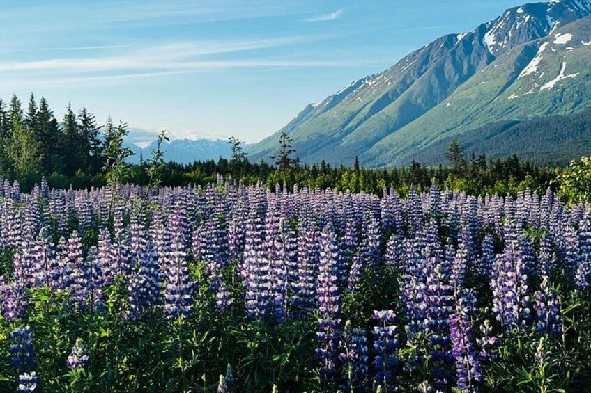 Seward Highway 2