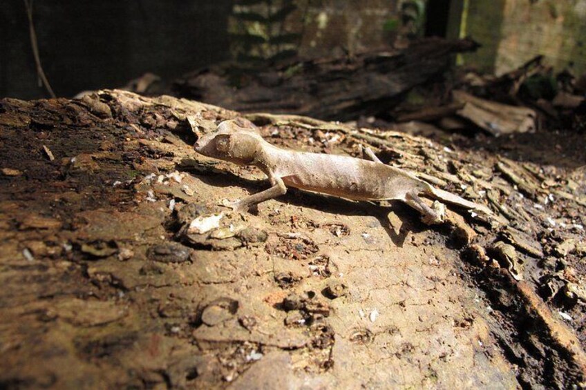 A snail on a log in a forest. 4