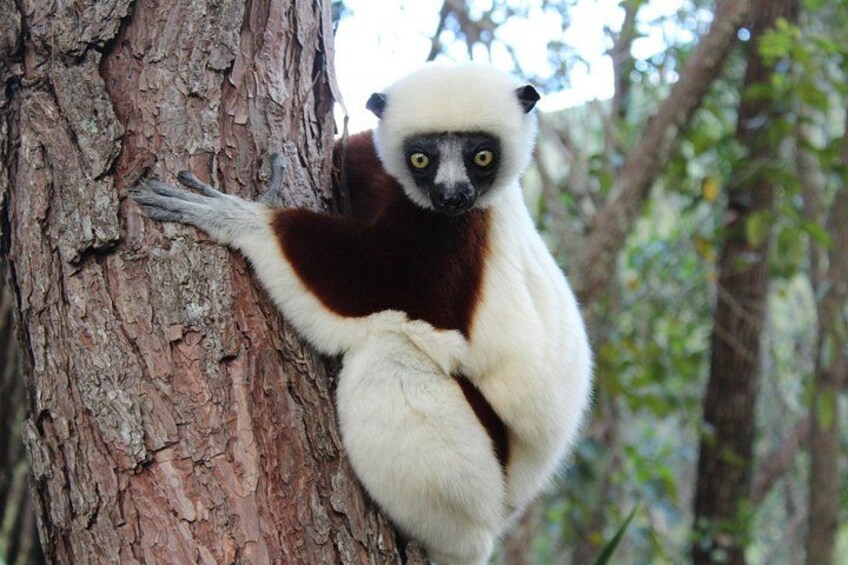 A lemur clinging to a tree trunk in a forested area. 3