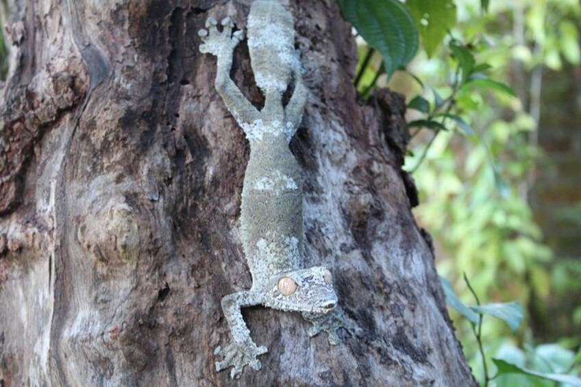 A gecko on a tree trunk. 2