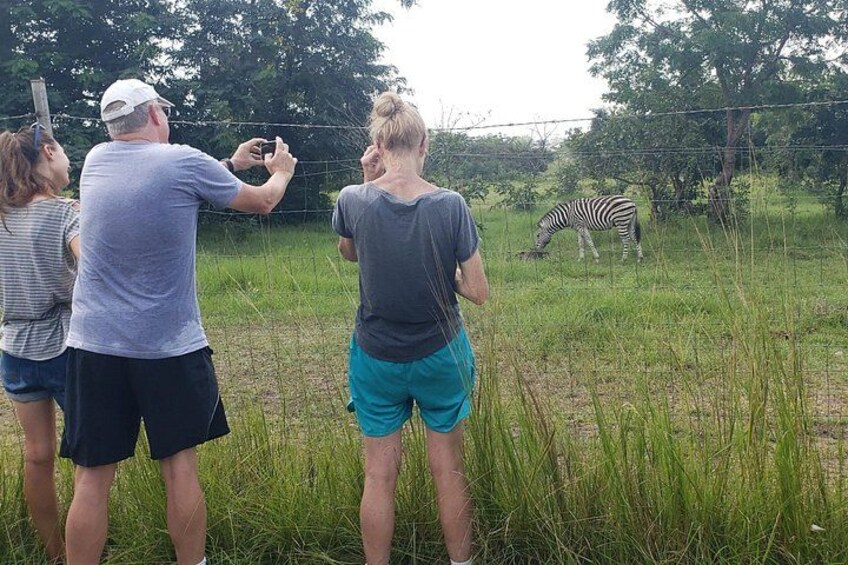Animals watching 2