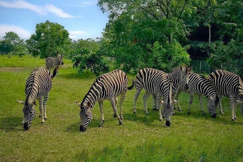 Zebra's die grazen in een grasveld, met bomen op de achtergrond. 1