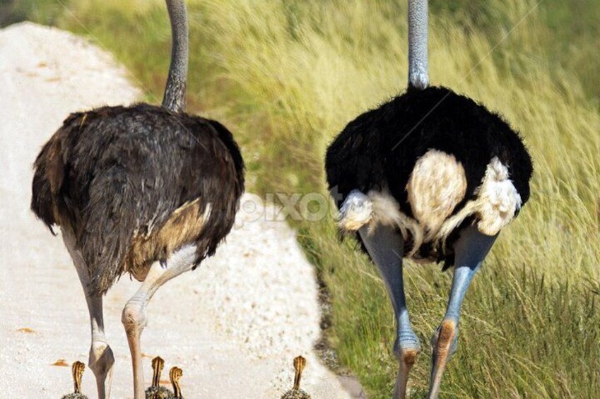 Two ostriches walking on a dirt path with grass on either side. 2