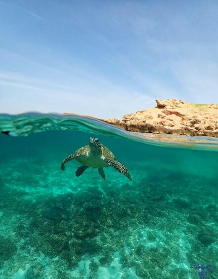 Picture 40 for Activity Muscat: Daymaniat Islands Snorkeling Tour with Refreshments 2