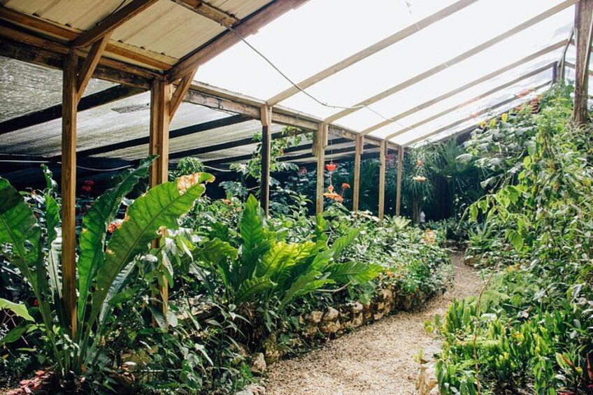 A greenhouse with various plants and a gravel path. 3