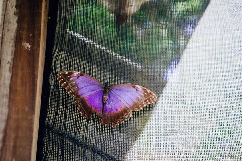 A butterfly on a mesh screen. 5