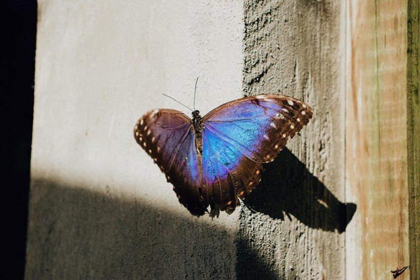 A butterfly on a textured surface. 4
