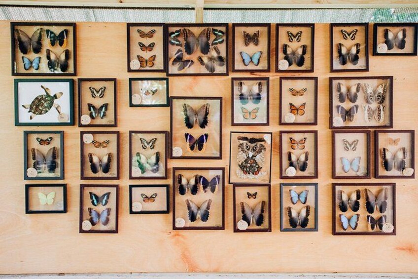 A wall with multiple framed butterfly specimens. 2