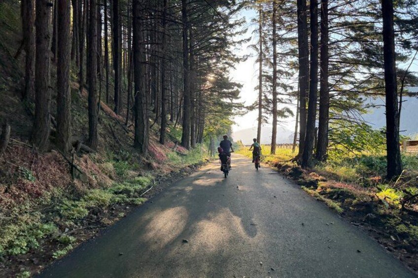 A forested road with tall trees and a clear sky. 2