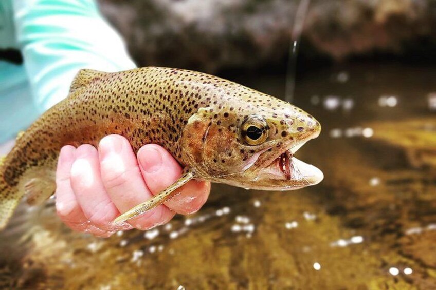Fly Fishing in Cape Town for Five Hours 5