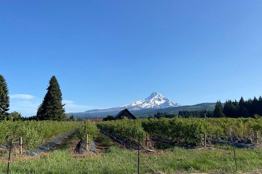 Viator Exclusive: Wyeast Adventure Cycling in Portland 2