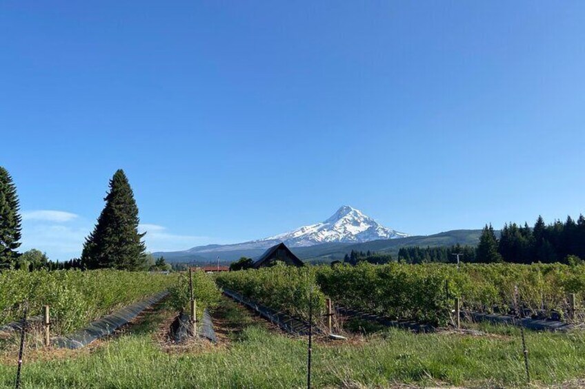 vineyards and mountain views