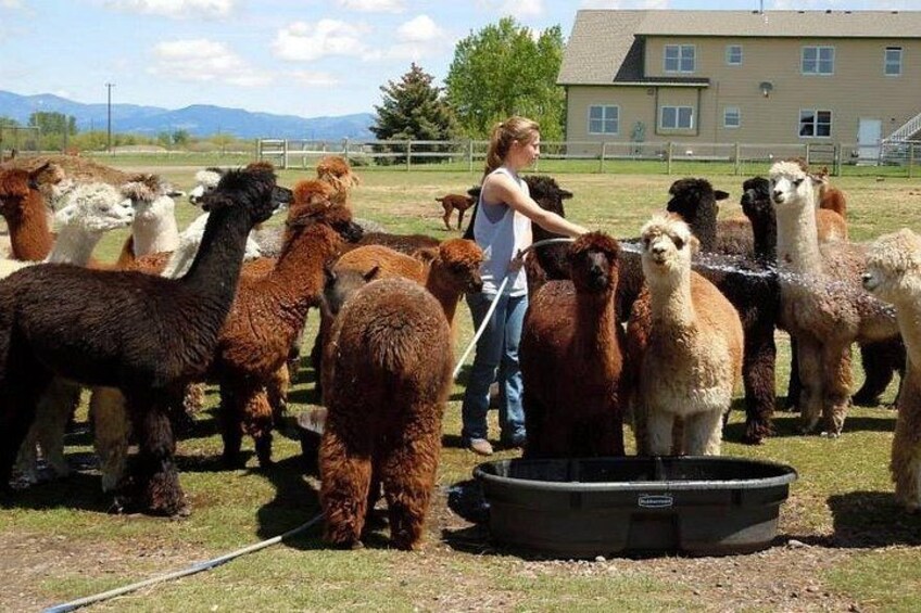 Een groep llamas in een omheind gebied, met een persoon die tussen hen staat. 2