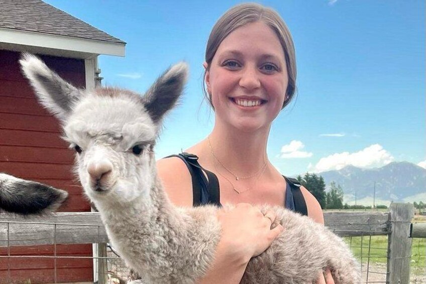 Hug an alpaca baby 5