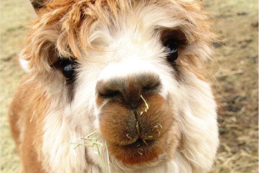 Alpacas greet each other by touching noses 2