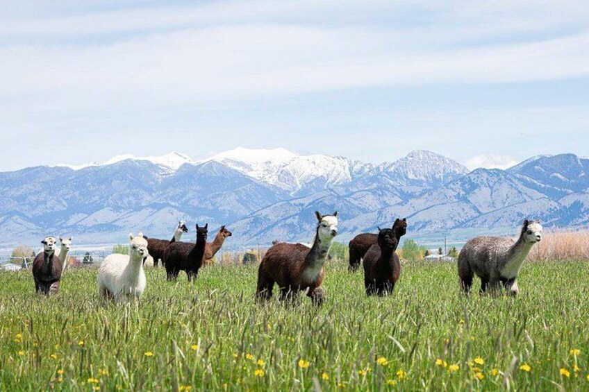 Welcome to Alpacas Of Montana! 1