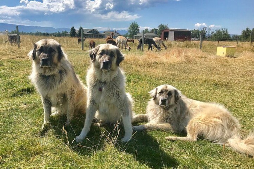 Love up the Turkish Anatolian Guard Dogs 2
