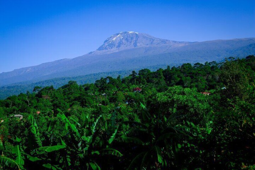 The view of Kilimanjaro from our picnic area 