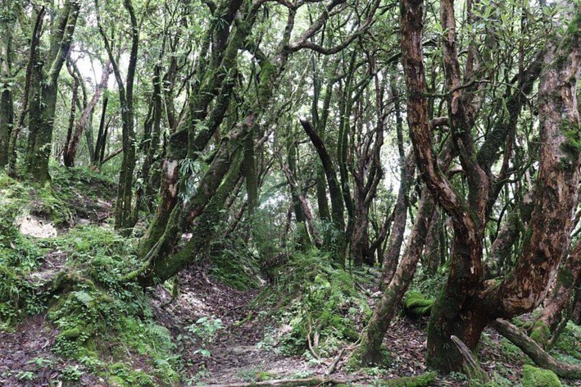 A dense forest with moss-covered trees and a forest floor covered in ferns. 2