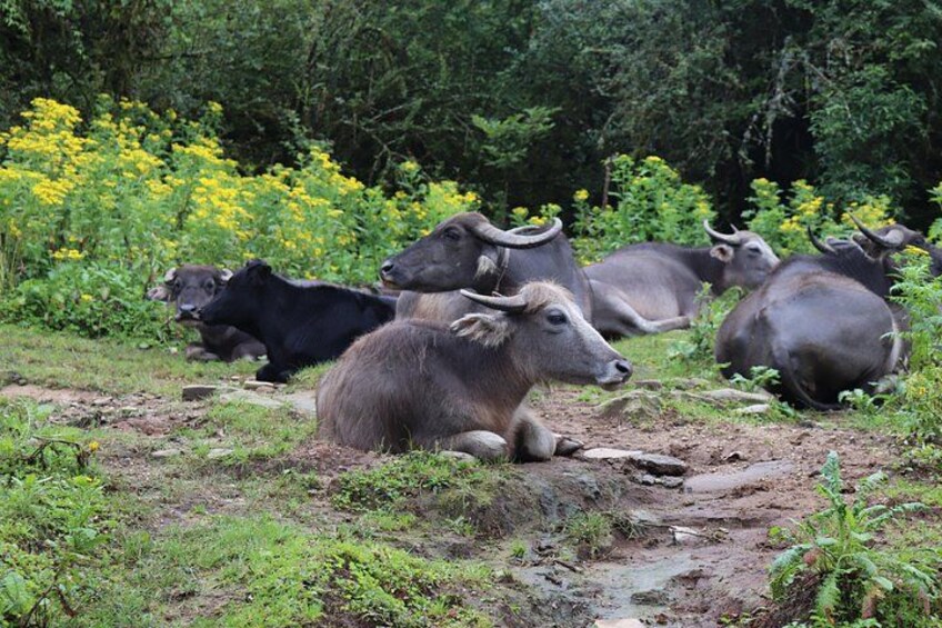 A herd of water buffalo resting in a grassy area with yellow flowers and trees in the background. 5