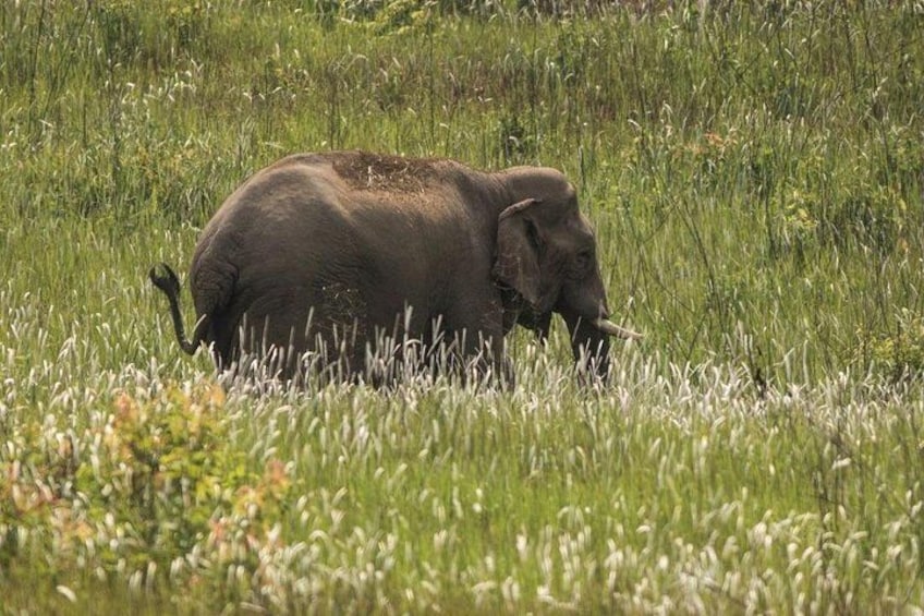 A large elephant in a grassy field. 4