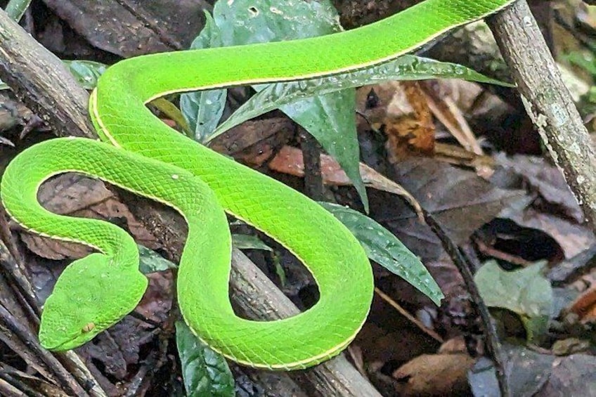 A bright green snake coiled on a branch amidst dry leaves and twigs. 3