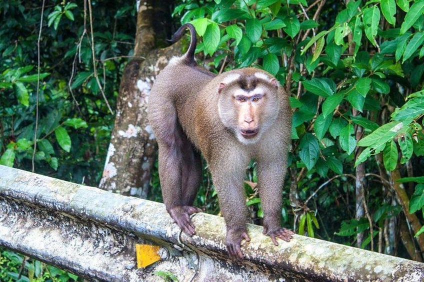 Khao Yai National Park Full-Day From Bangkok - Including Ticket 2