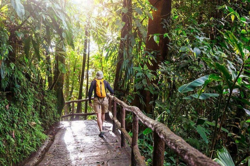 A person hiking on a wooden bridge surrounded by dense tropical foliage. 5