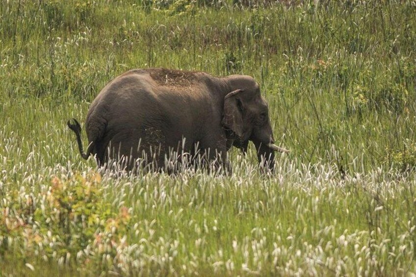 Khao Yai National Park Full-Day From Bangkok - Including Ticket 3
