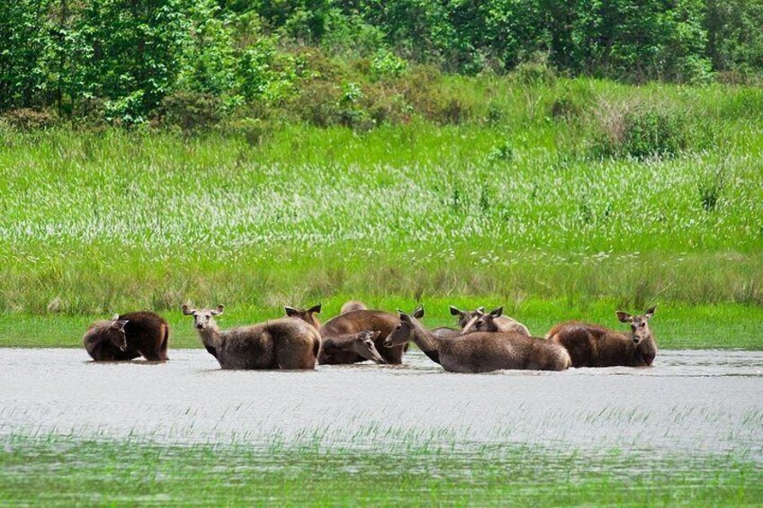 Khao Yai National Park Full-Day From Bangkok - Including Ticket 2