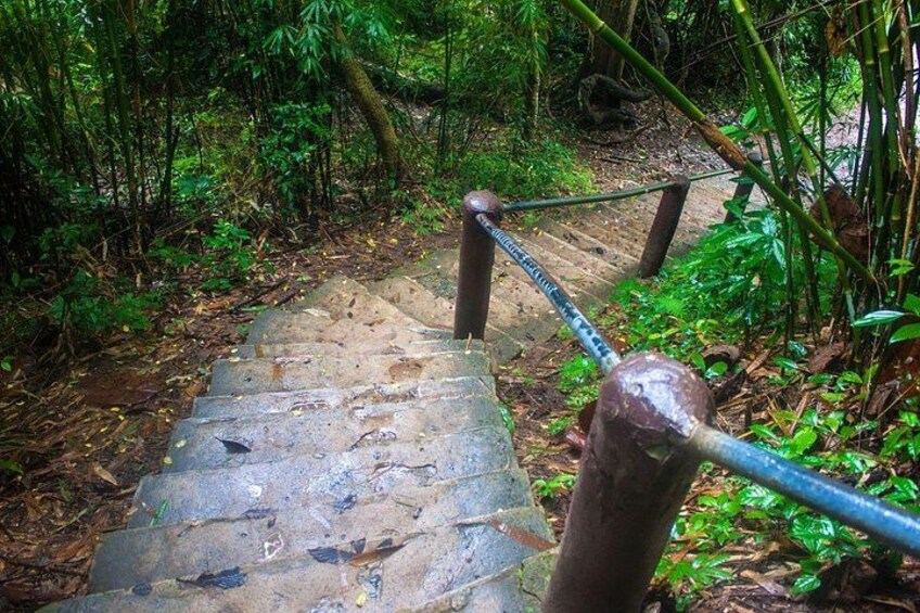 A stone staircase surrounded by dense forest. 2