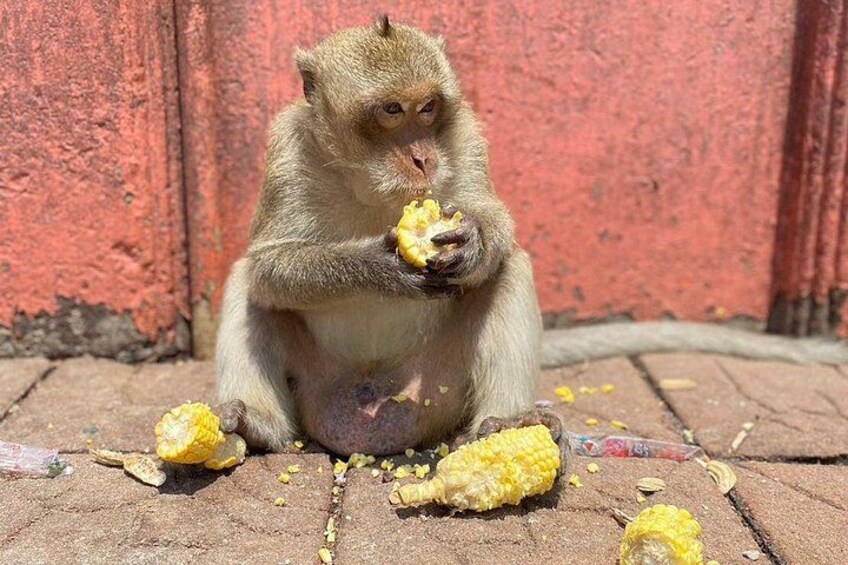 Lopburi Monkey Temple & Ayutthaya Old City Tour From Bangkok 5