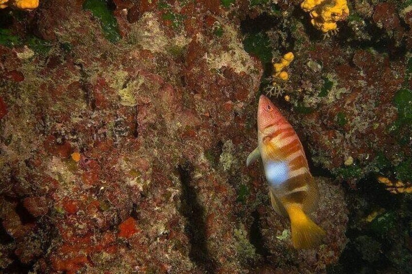 Een vis met strepen in de buurt van een rotsachtig onderwaterlandschap. 5
