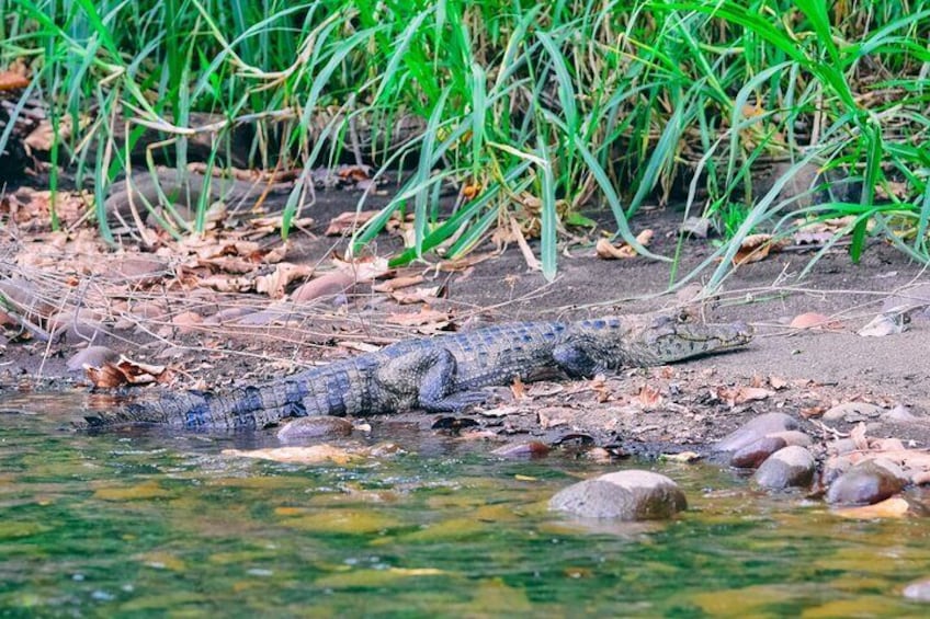 Jungle Safari Float on Sarapiqui River from San Jose 3