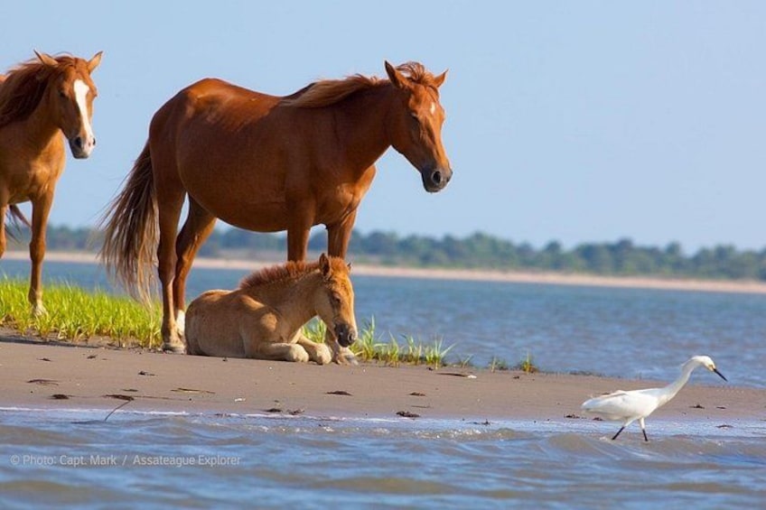 Sunset Wildlife Cruise along Assateague & Chincoteague Island 2