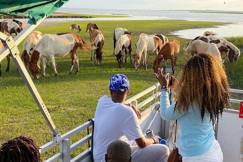 Sunset Wildlife Cruise along Assateague & Chincoteague Island 5