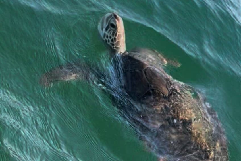 A sea turtle swimming in the ocean. 4