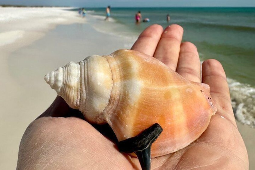 A hand holding a seashell with a beach and ocean in the background. 5