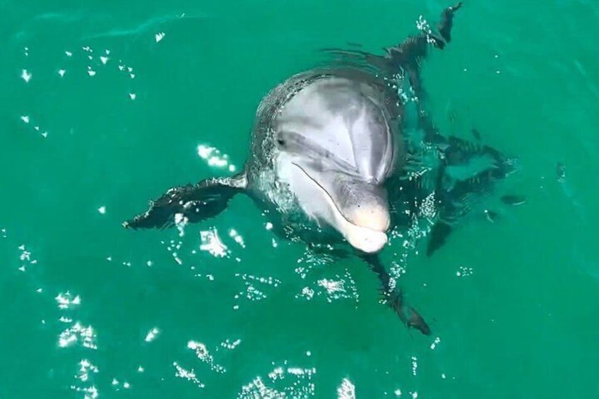 A dolphin swimming in clear green water. 3