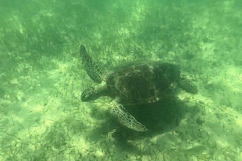 A sea turtle swimming underwater. 2