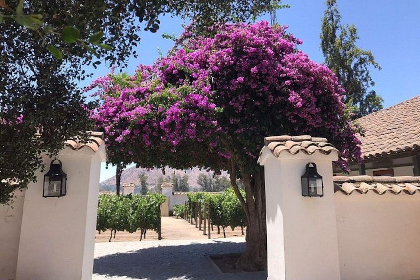 Viñedo con un árbol cubierto de flores moradas en la entrada. 1