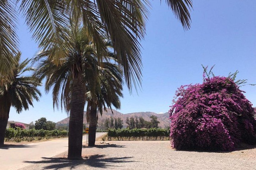 Paisaje desértico con palmeras y un gran arbusto de flores moradas. 3
