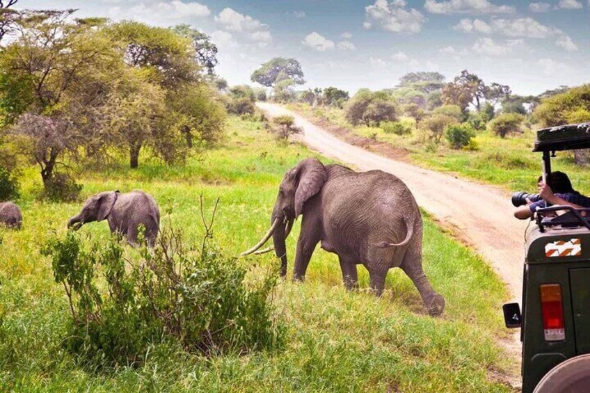 4 Day Garden Route & Addo National Park Safari From CapeTown