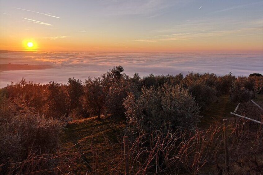 Olive Oil Tasting on The Hills of Valpolicella 2