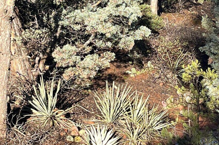 Sedona Magical Sightseeing Highlight Tour- 5 Stars 2