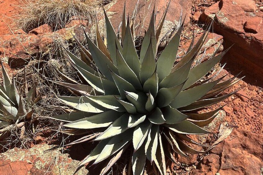 Sedona Magical Sightseeing Highlight Tour- 5 Stars 2