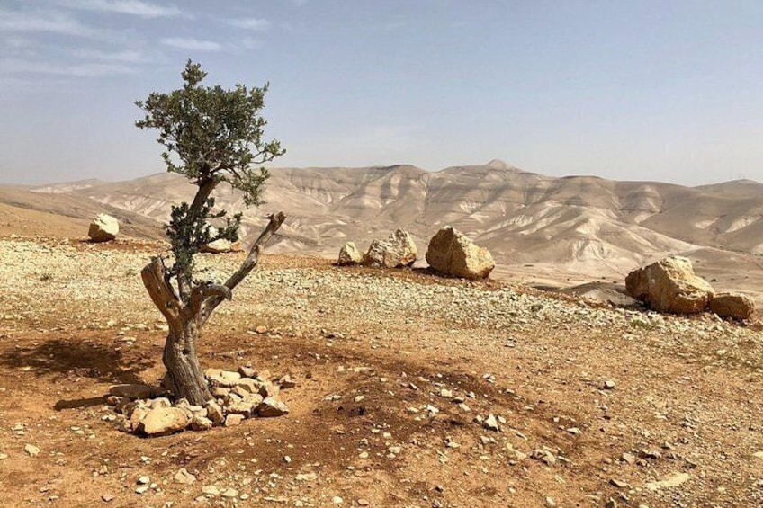 A desert landscape with a single tree, rocky terrain, and distant mountains. 2